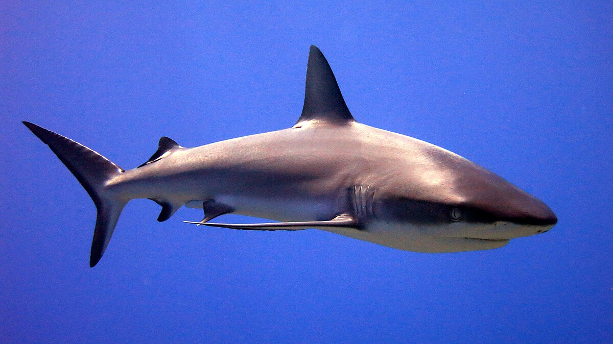 Sharks