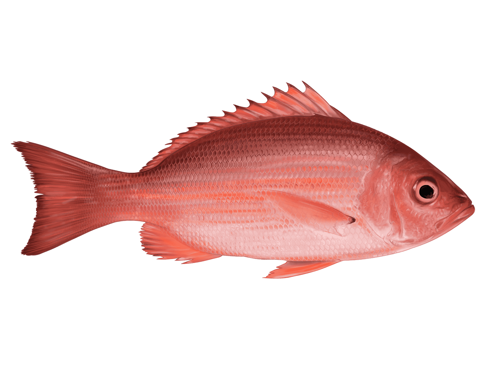 Snappers